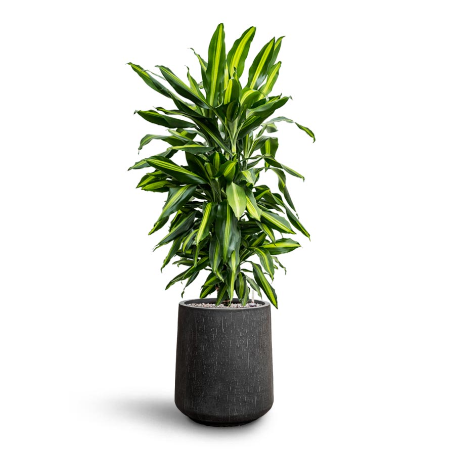Dracaena Cintho - Branched - HydroCare