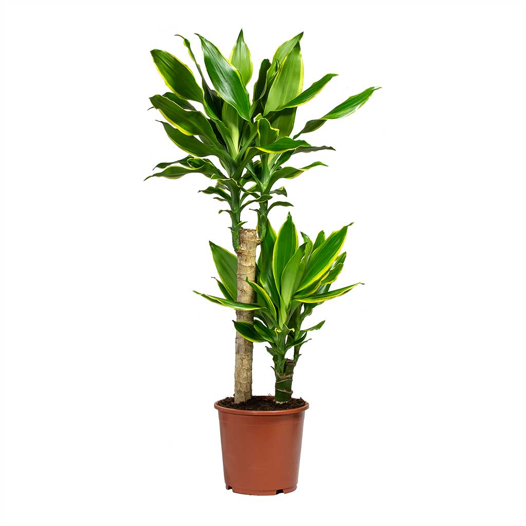 Dracaena Fragrans Golden Coast Multi Stem - 2 stems