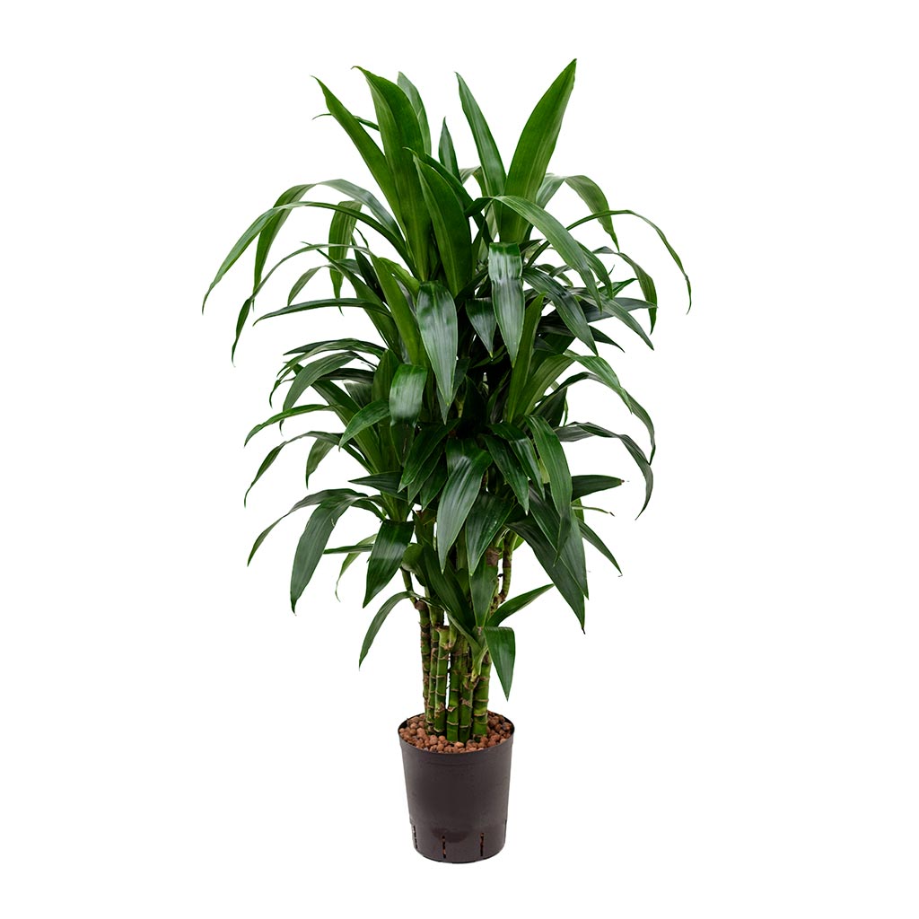 Dracaena Janet Craig - Branched - Hydroculture