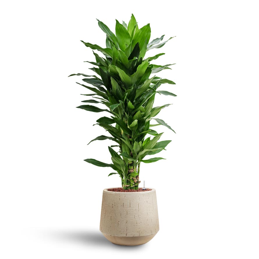 Dracaena Janet Lind - Branched - Hydroculture & Raindrop Tube Round Planter - Stone