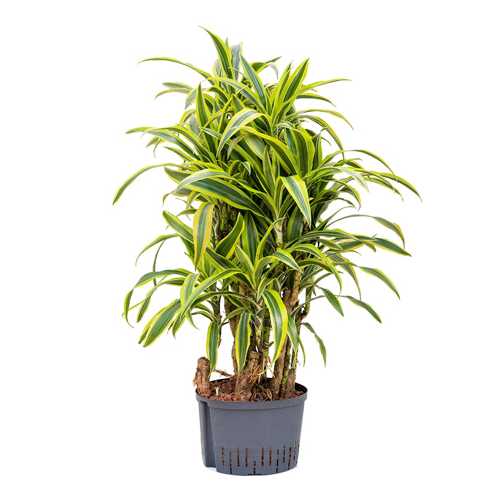 Dracaena Lemon Lime - Branched - Hydroculture - 25/19 x 110cm