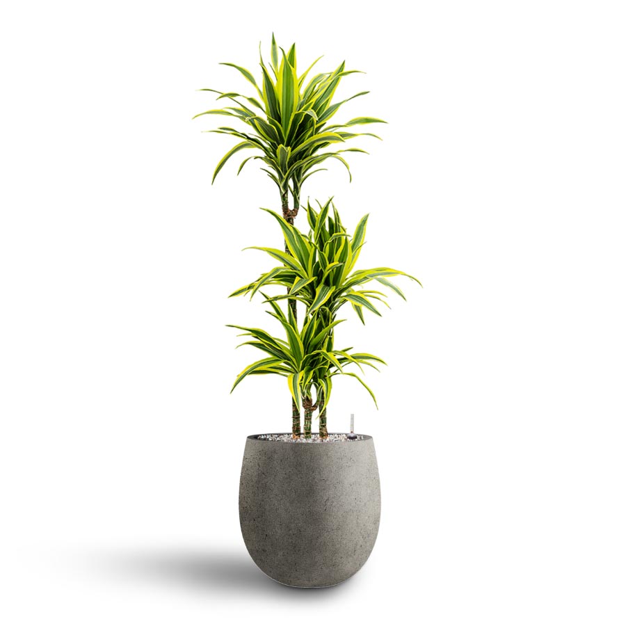 Dracaena Lemon lime - Multi Stem - Hydroculture Indoor Plant & Grigio Balloon Plant Pot - Natural Concrete