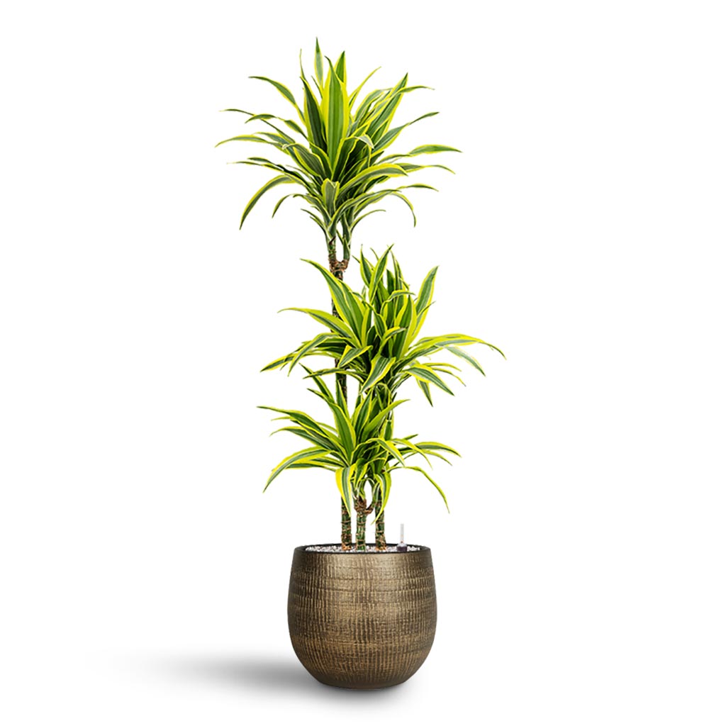 Dracaena Lemon lime - Multi Stem - Hydroculture 3 stem Indoor Plant & Ryan Plant Pot - Shiny Gold