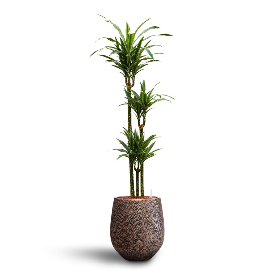 Dracaena Warneckii - Multi Stem - Hydroculture & Opus Hit Darcy Planter - Gold