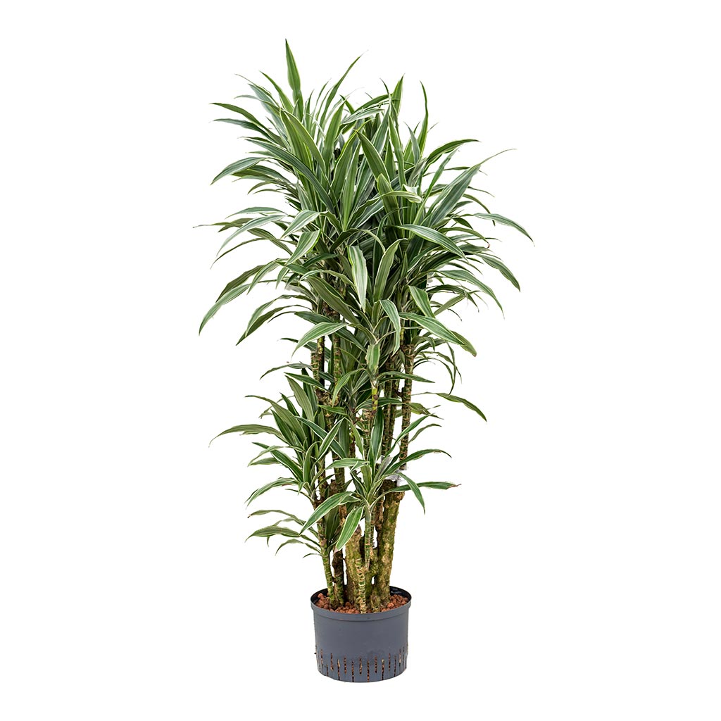 Dracaena Warneckii - Branched - Hydroculture - 25/19 x 110cm