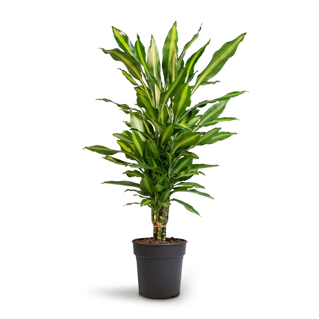 Dracaena fragrans Cintho - Branched