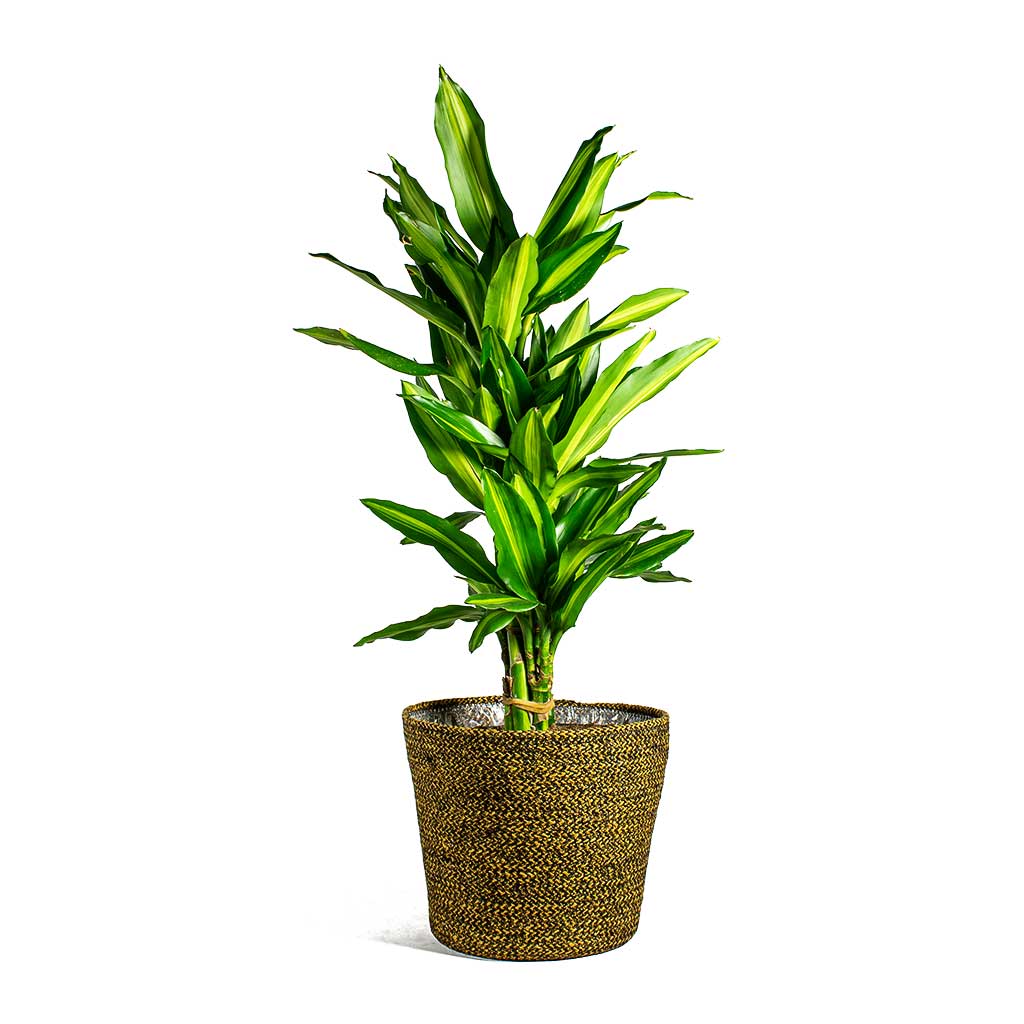 Dracaena fragrans Cintho Branched Selin Plant Basket - Camel Plant Pot
