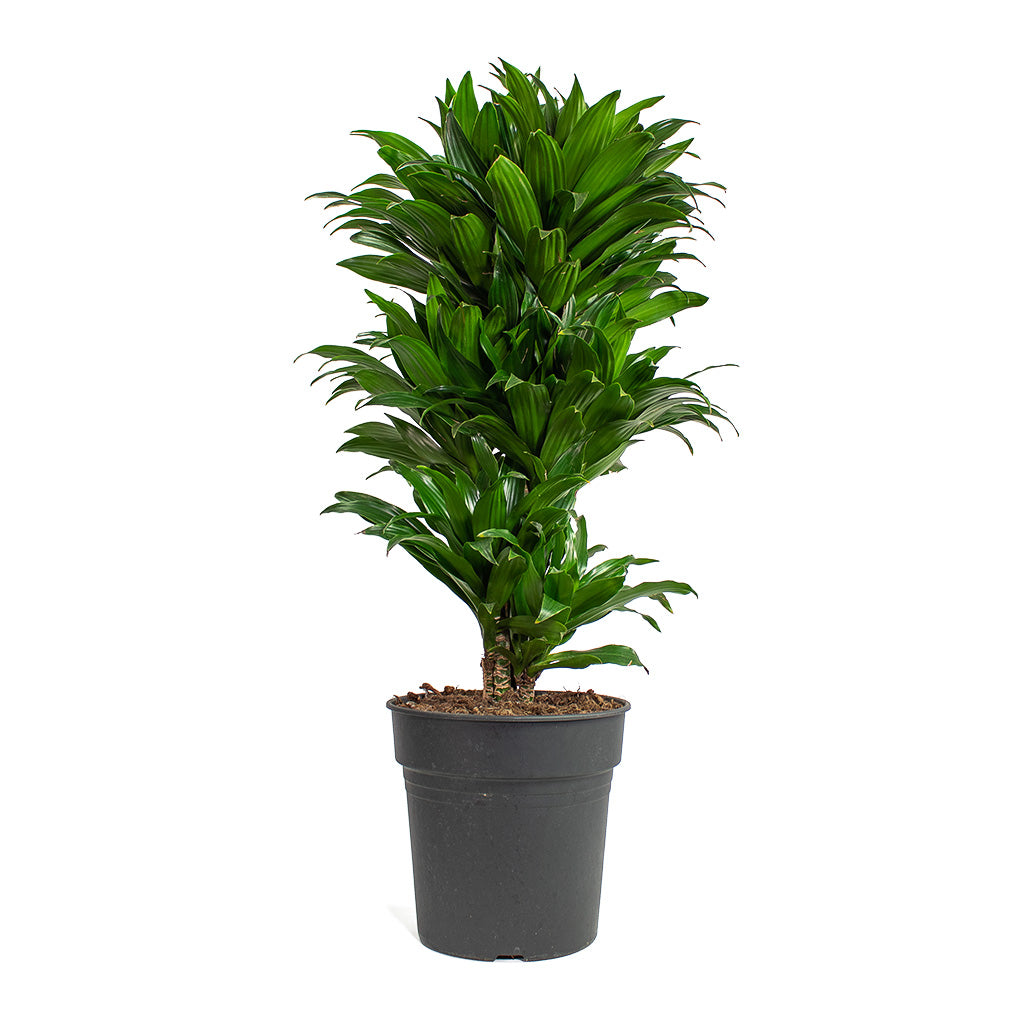 Dracaena fragrans Compacta Branched