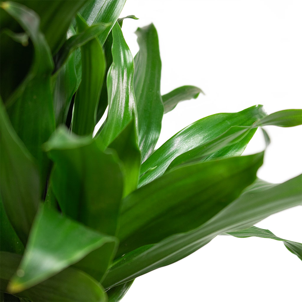 Dracaena fragrans Compacta Branched Close-Up