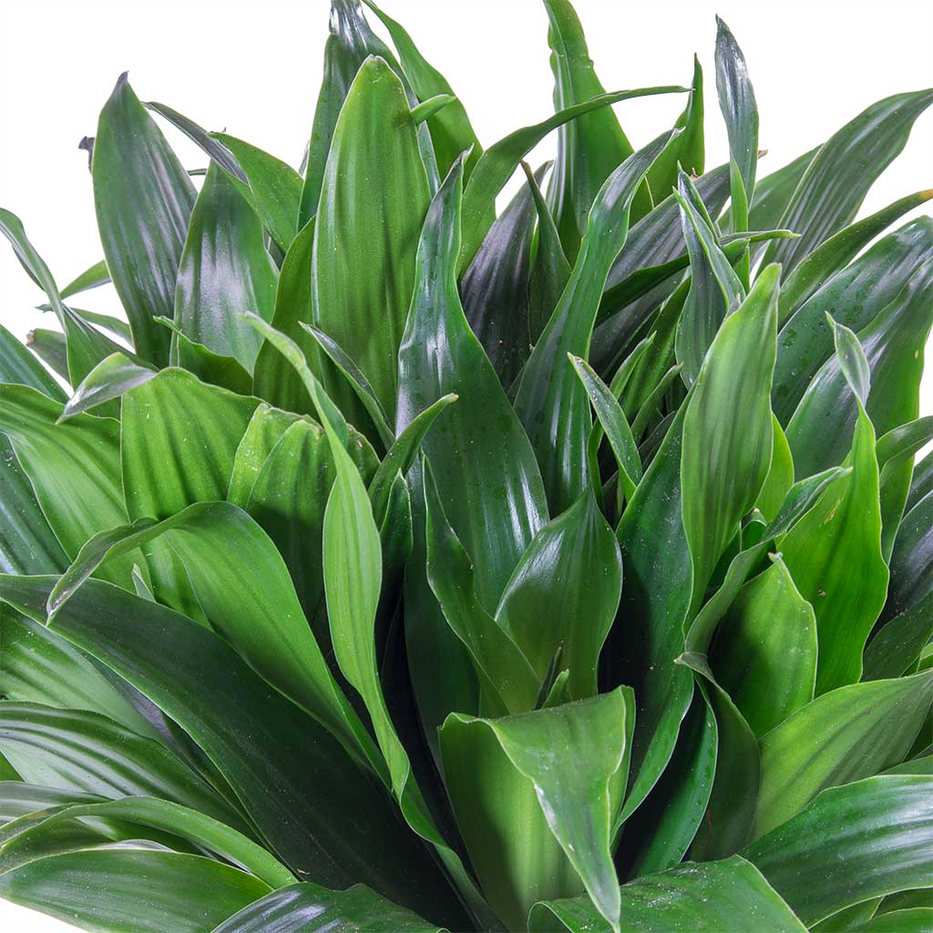 Dracaena fragrans Compacta - Single Stem Leaves