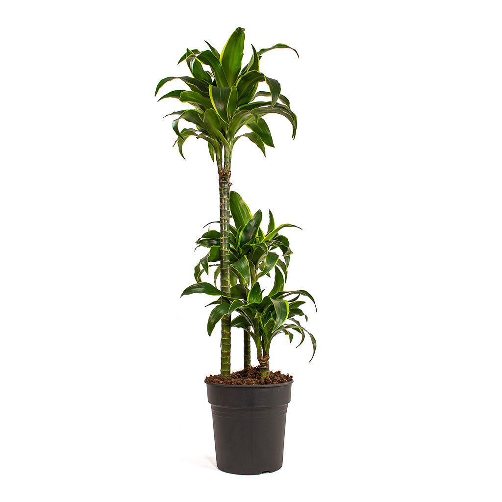 Dracaena fragrans Dorado Multi Stem Houseplant
