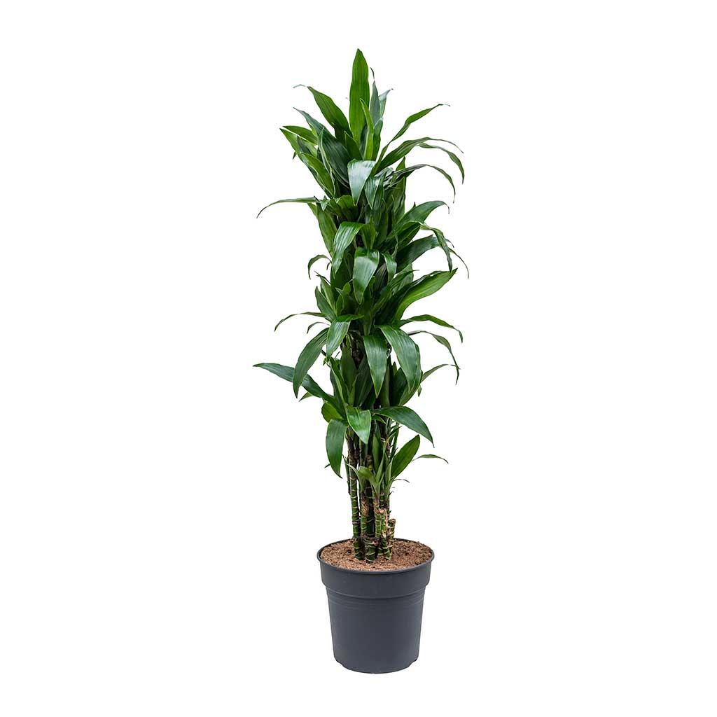 Dracaena fragrans Janet Craig - Branched