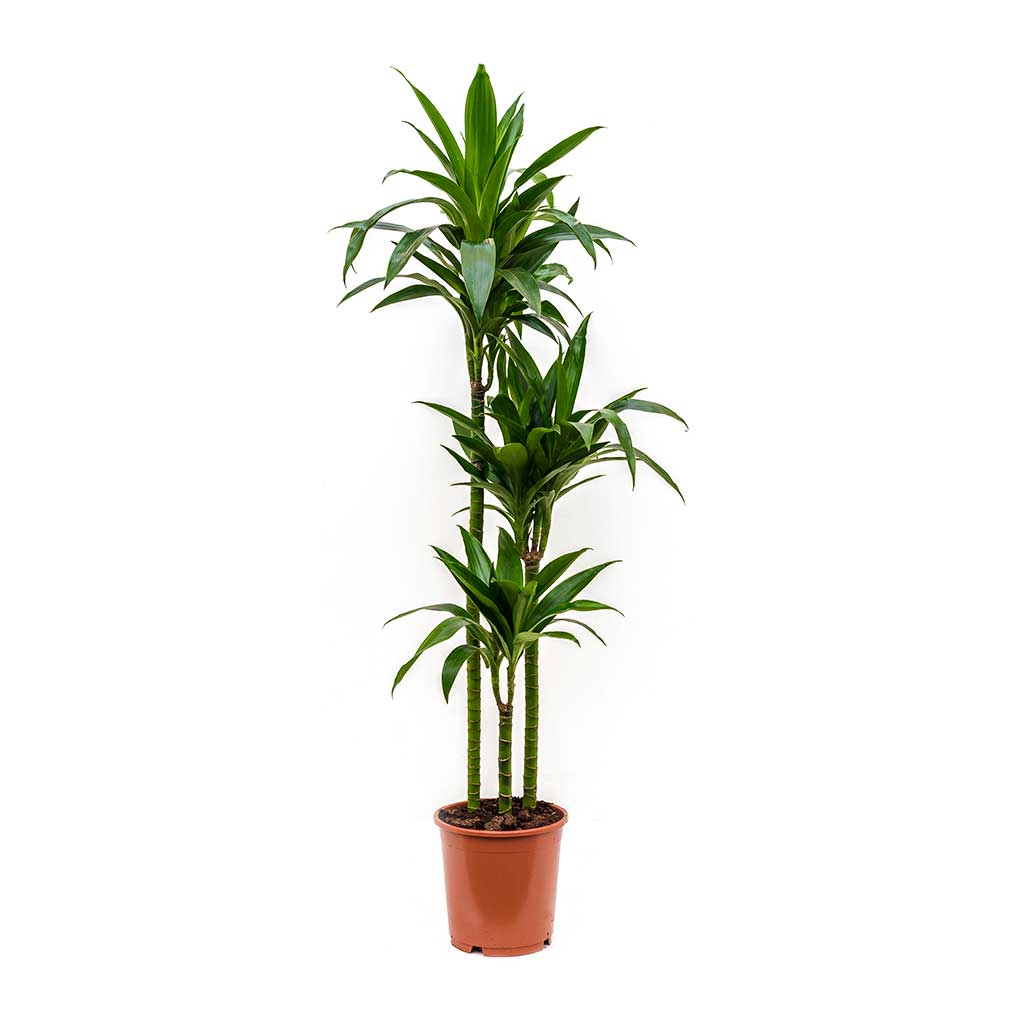 Dracaena fragrans Janet Craig - Multi Stem