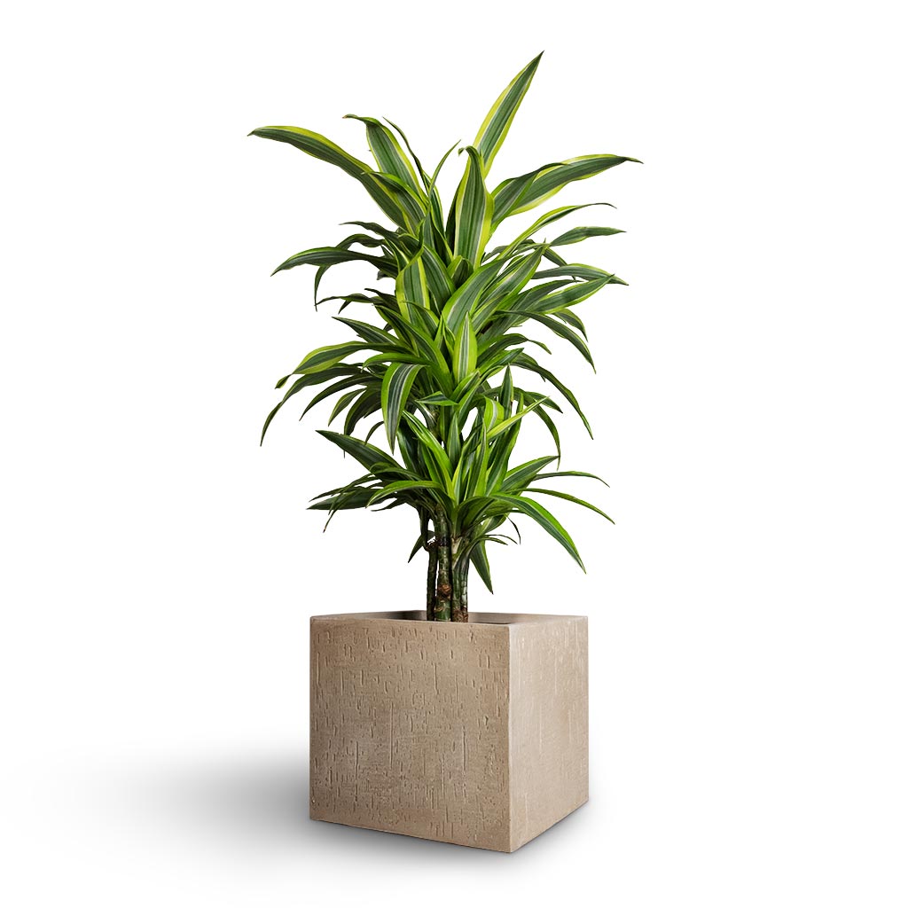 Dracaena fragrans Lemon Lime - Branched & Raindrop Cube Planter Stone