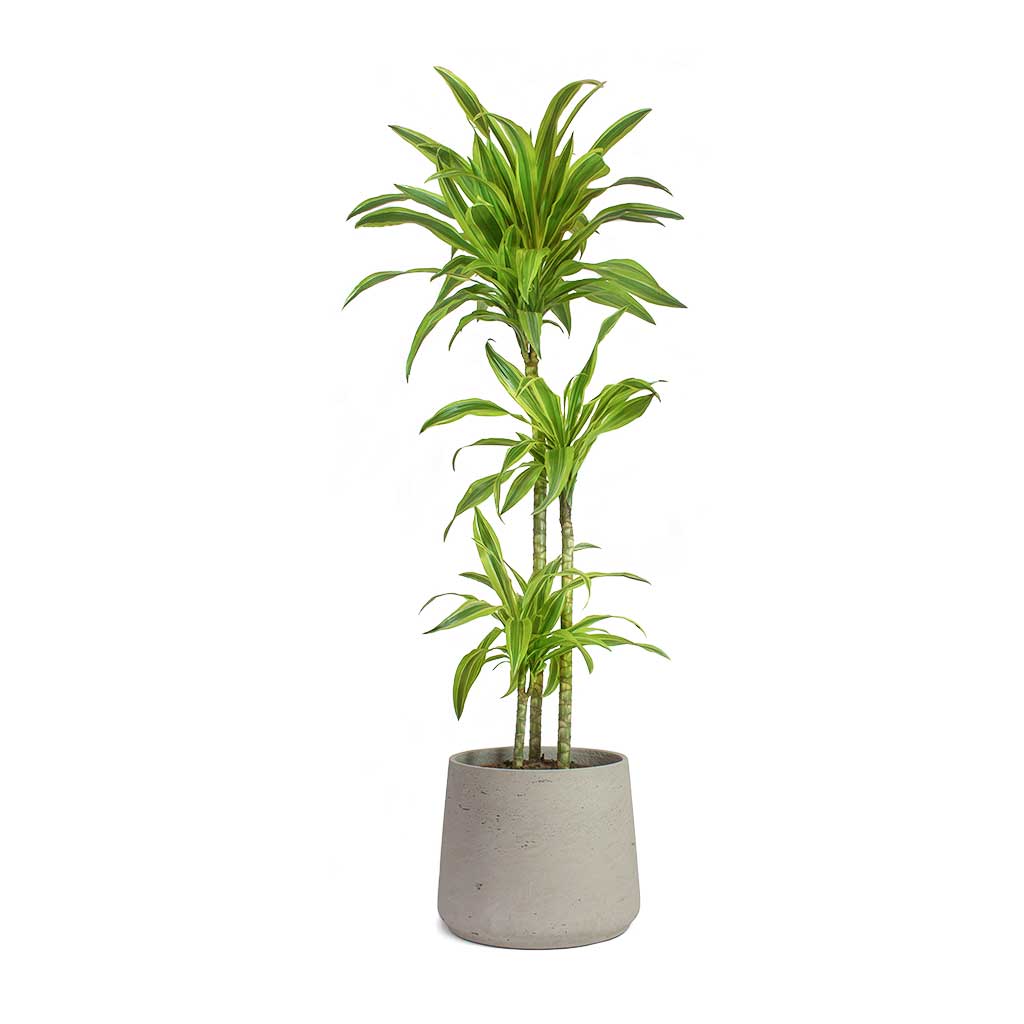Dracaena fragrans Lemon Lime Multi Stem & Patt Plant Pot Grey Washed