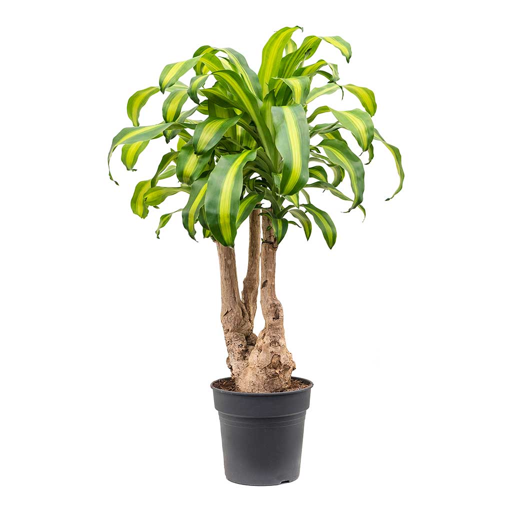 Dracaena fragrans Massangeana - Branched