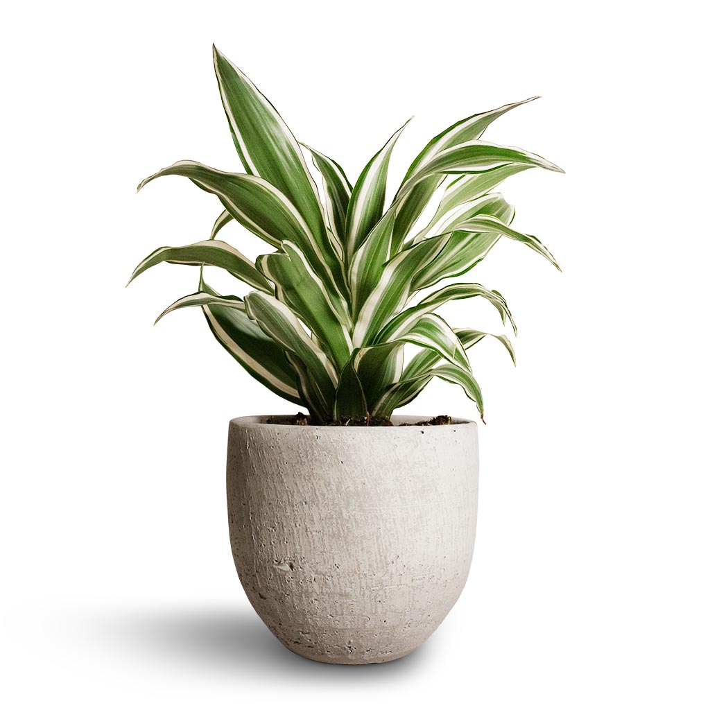 Dracaena fragrans White Jewel - Head & Cas Plant pot