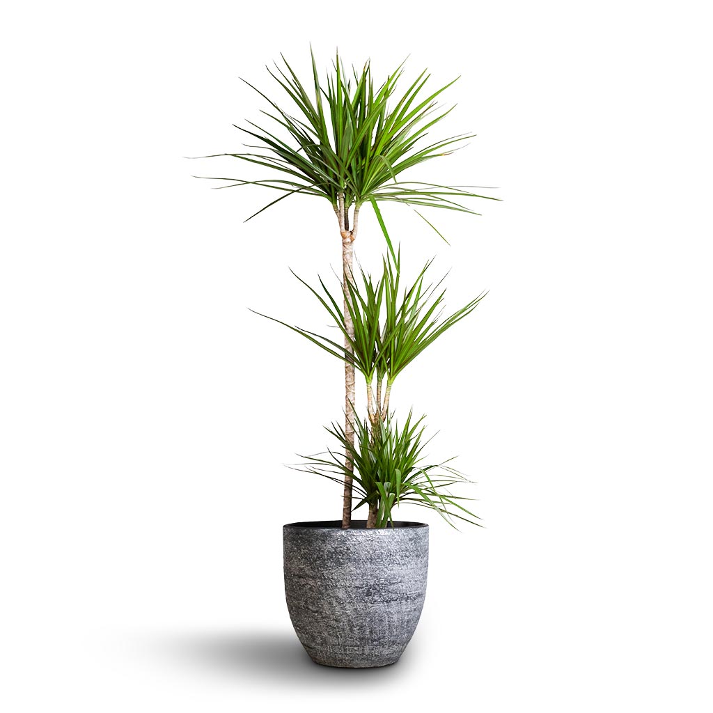Dracaena marginata Red Edged - Multi Stem & Cas Plant Pot