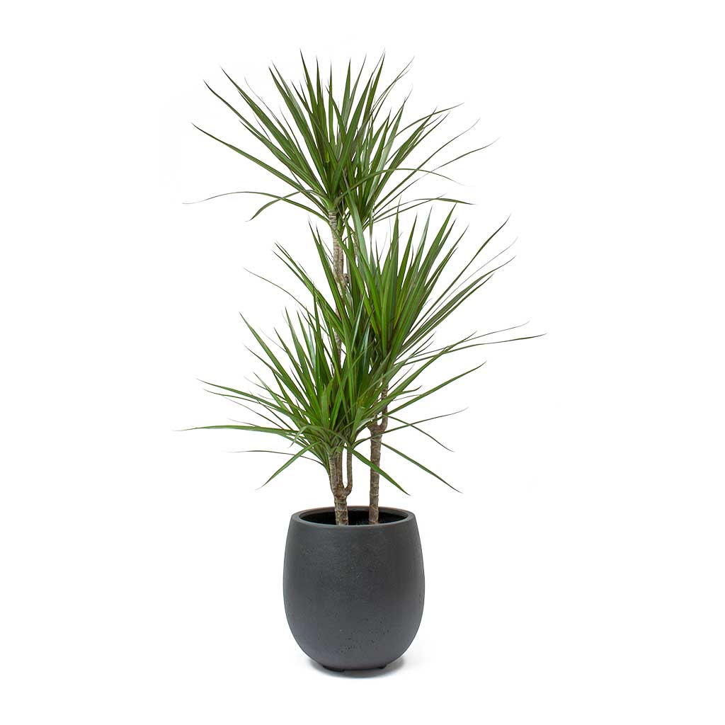 Dracaena marginata Red Edged Multi Stem Balloon Plant Pot Anthracite Concrete