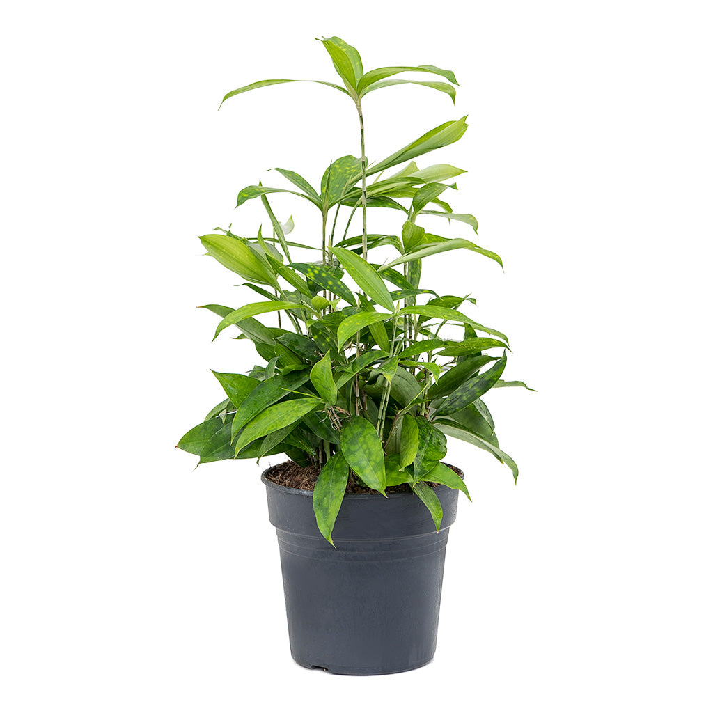 Dracaena Surculosa Houseplant