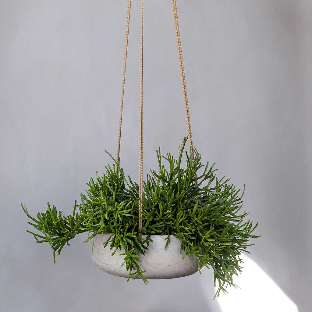 Eileen Hanging Plant Bowl - Grey Washed & Succulent