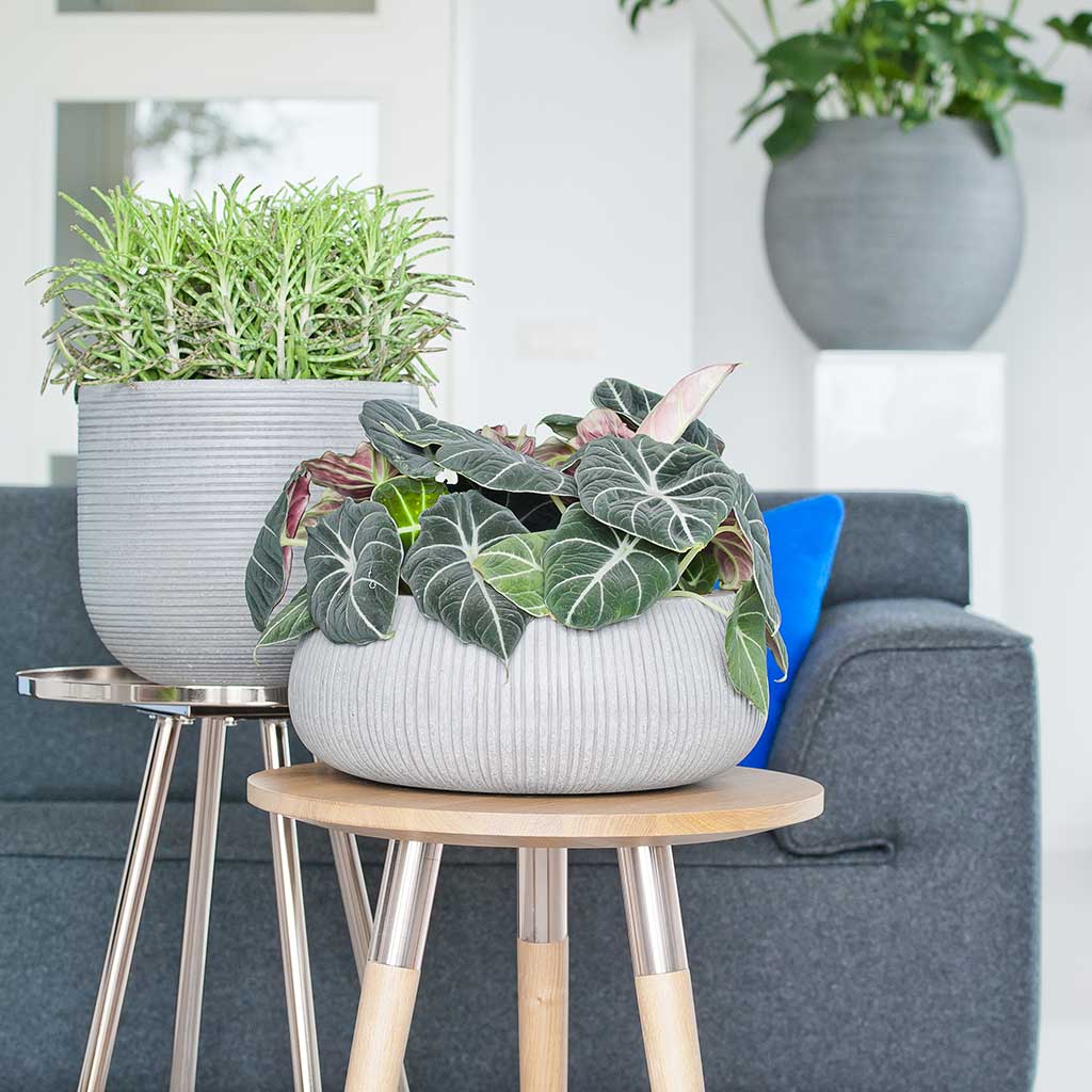 Eileen Planter - Ridged Cement & Housplants