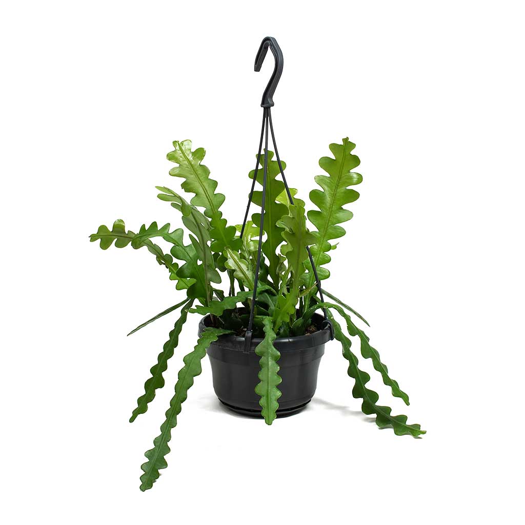 Epiphyllum anguliger - Fishbone Cactus - Small