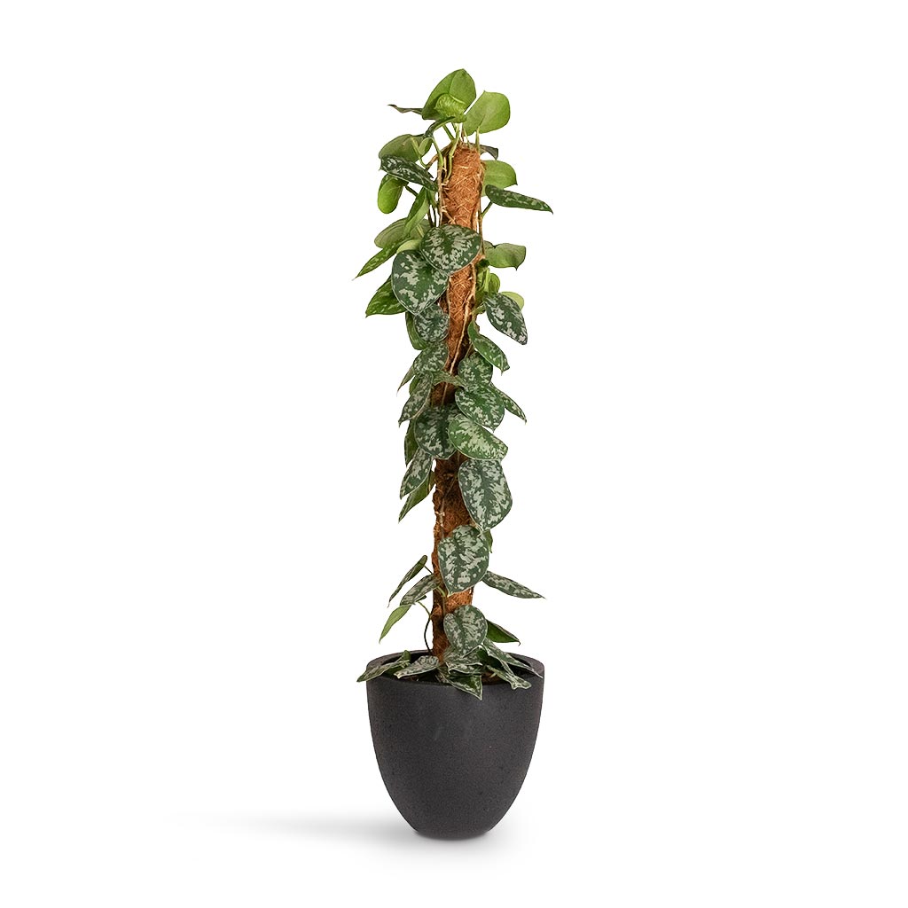 Epipremnum Trebie Satin Pothos Trebie Moss Pole & Grigio Egg Pot Planter Anthracite Concrete