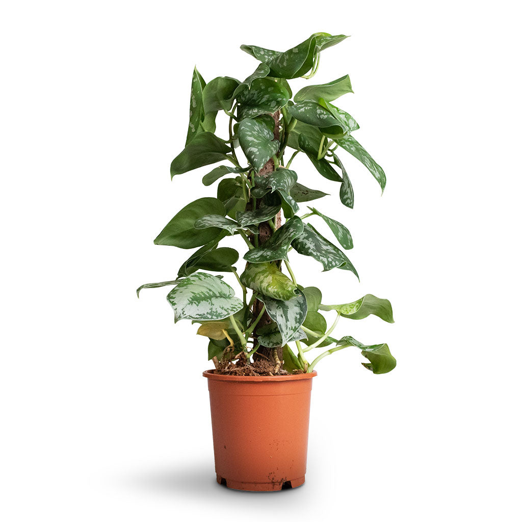 Epipremnum Trebie - Satin Pothos Trebie