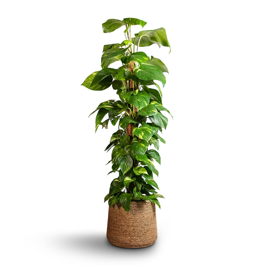 Epipremnum aureum - Golden Pothos - Moss Pole & Patt Plant Pot - Straw Grass