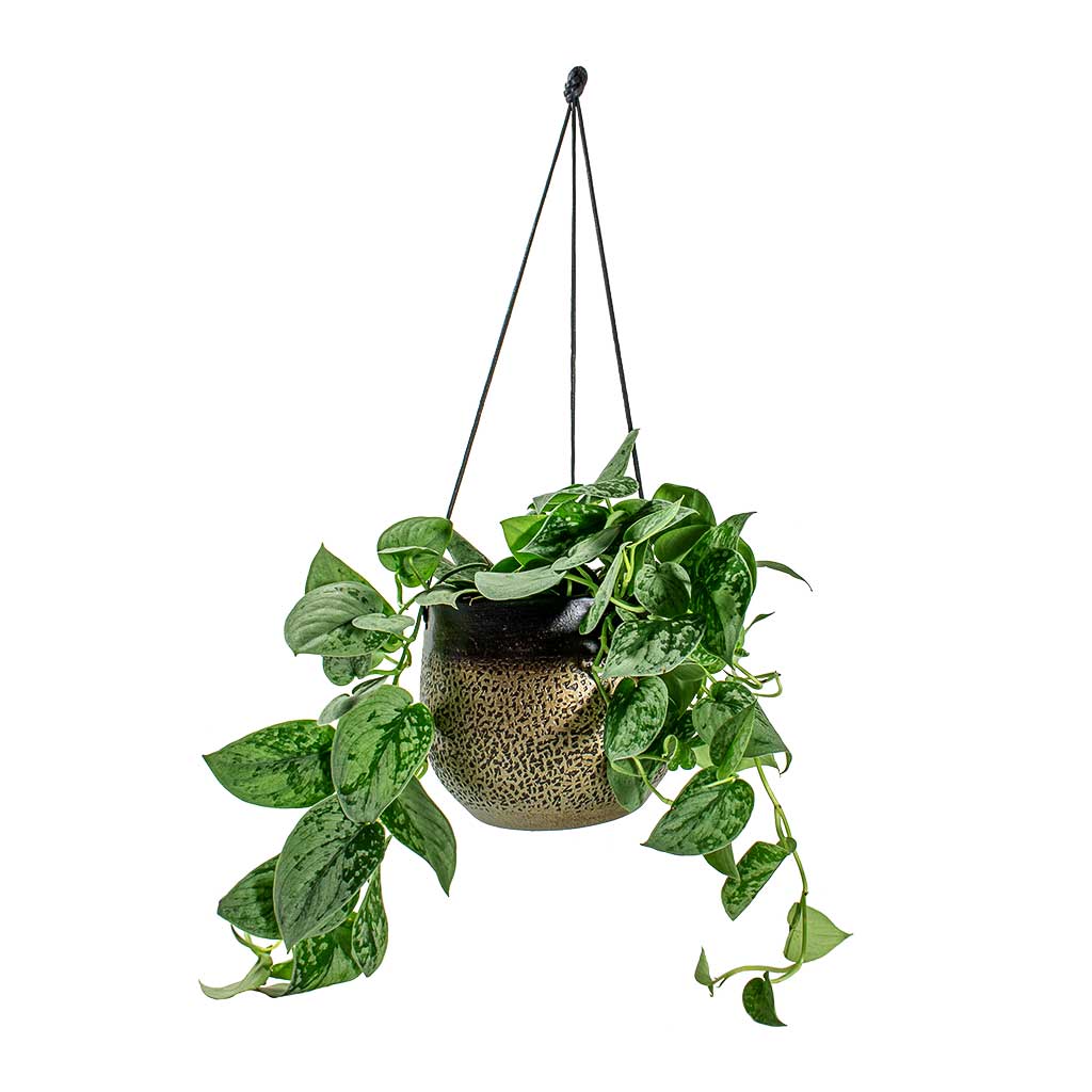 Epipremnum pictum Silvery Ann Satin Pothos & Mya Hanging Planter Deep Champagne