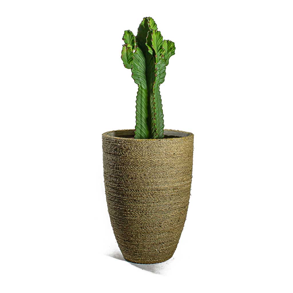Euphorbia ingens Candelabra Tree & Ben Plant Pot Straw Grass