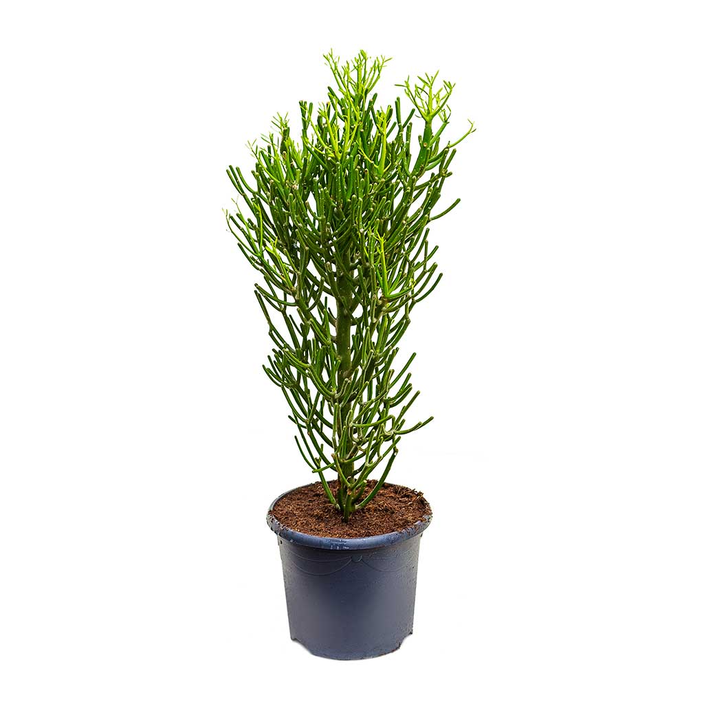 Euphorbia tirucalli - Pencil Cactus Large