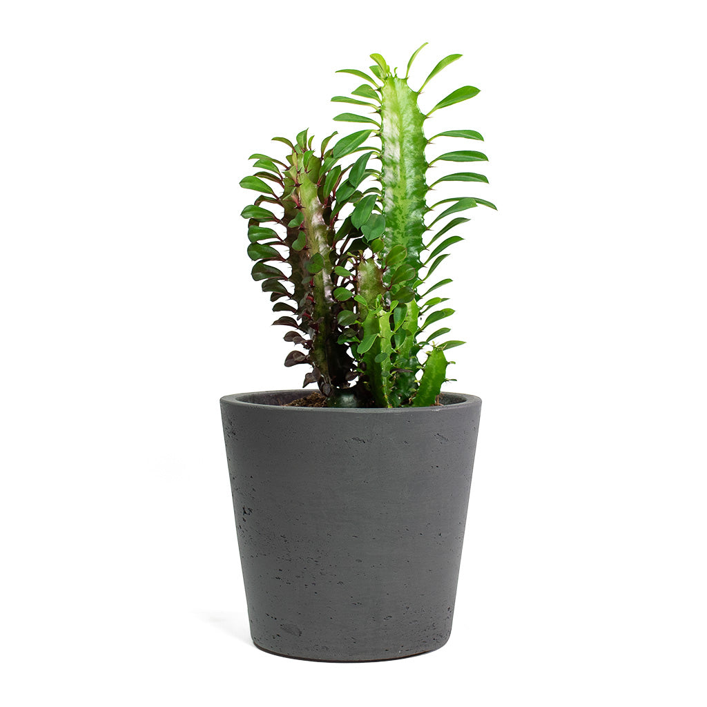 Euphorbia trigona rubra African Milk Tree with Mini Bucket Plant Pot Black Washed