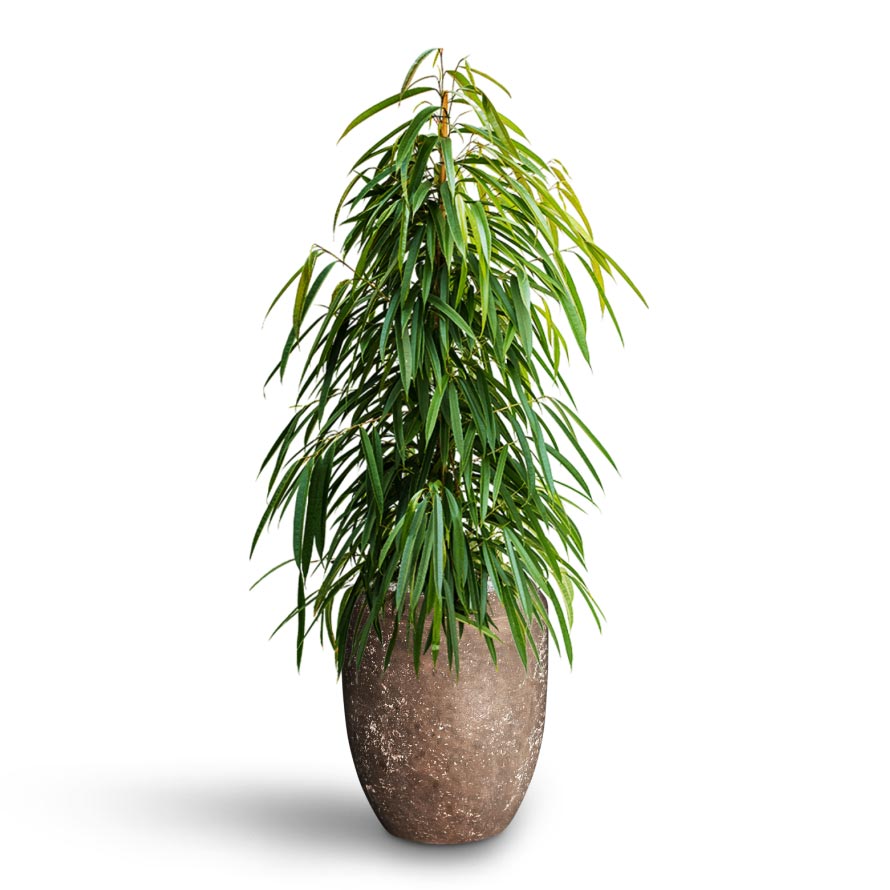 Ficus Alii - Hydroculture Polystone Coated Plain Coppa Planter - Rock