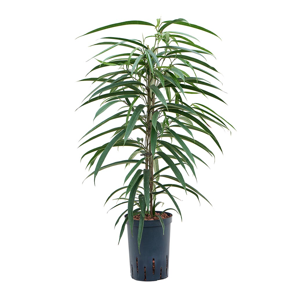 Ficus Alii - Hydroculture - 15/19 x 75cm