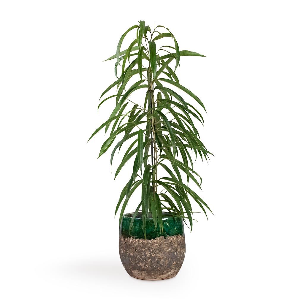 Ficus Alii - Long Leafed Fig & Lindy Plant Pot - Black Green