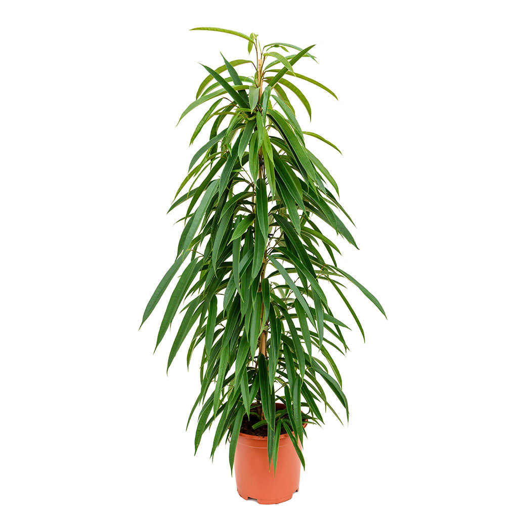 Ficus Alii - Long Leafed Fig 95cm