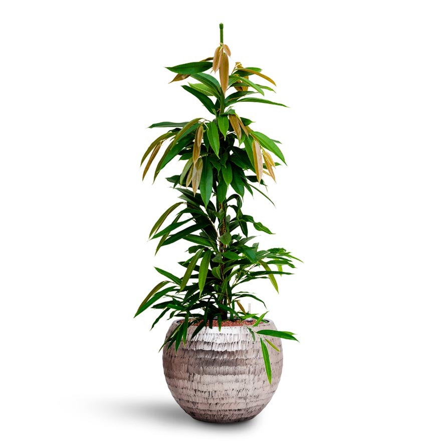 Opus Hammered Globe Planter - Silver & Amstel king
