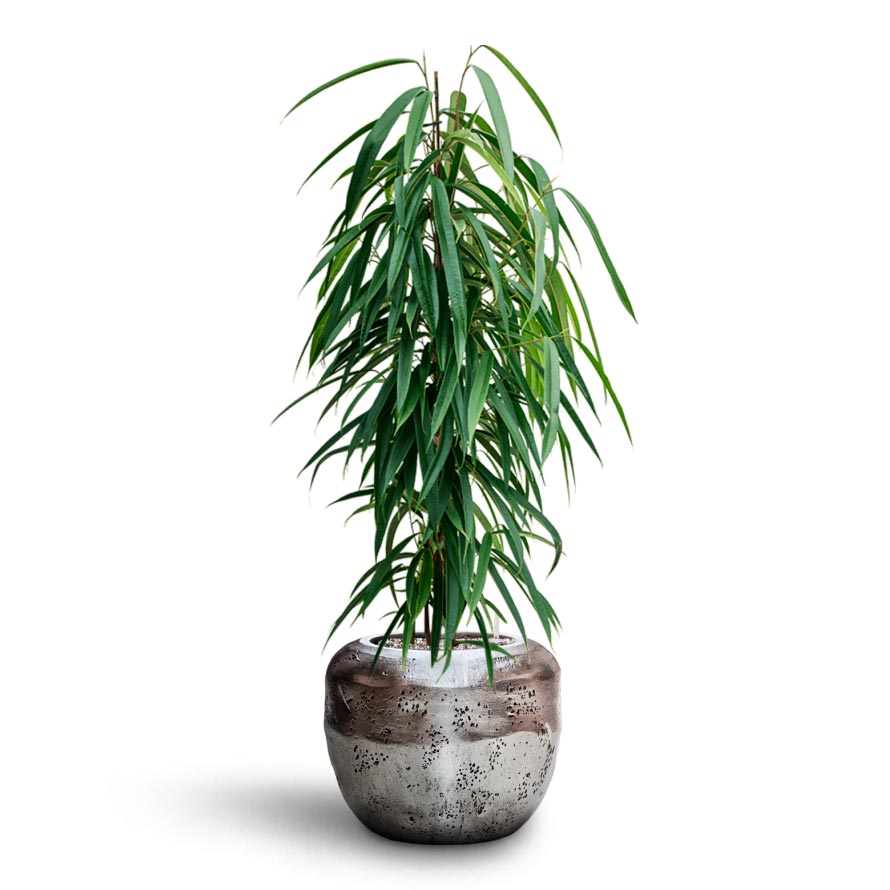 Opus Raw Couple Planter - Silver & Ficus Alii