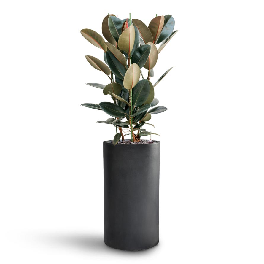 Ficus Elastica Abidjan - Hydroculture & Solid Cylinder Planter - Dark Grey