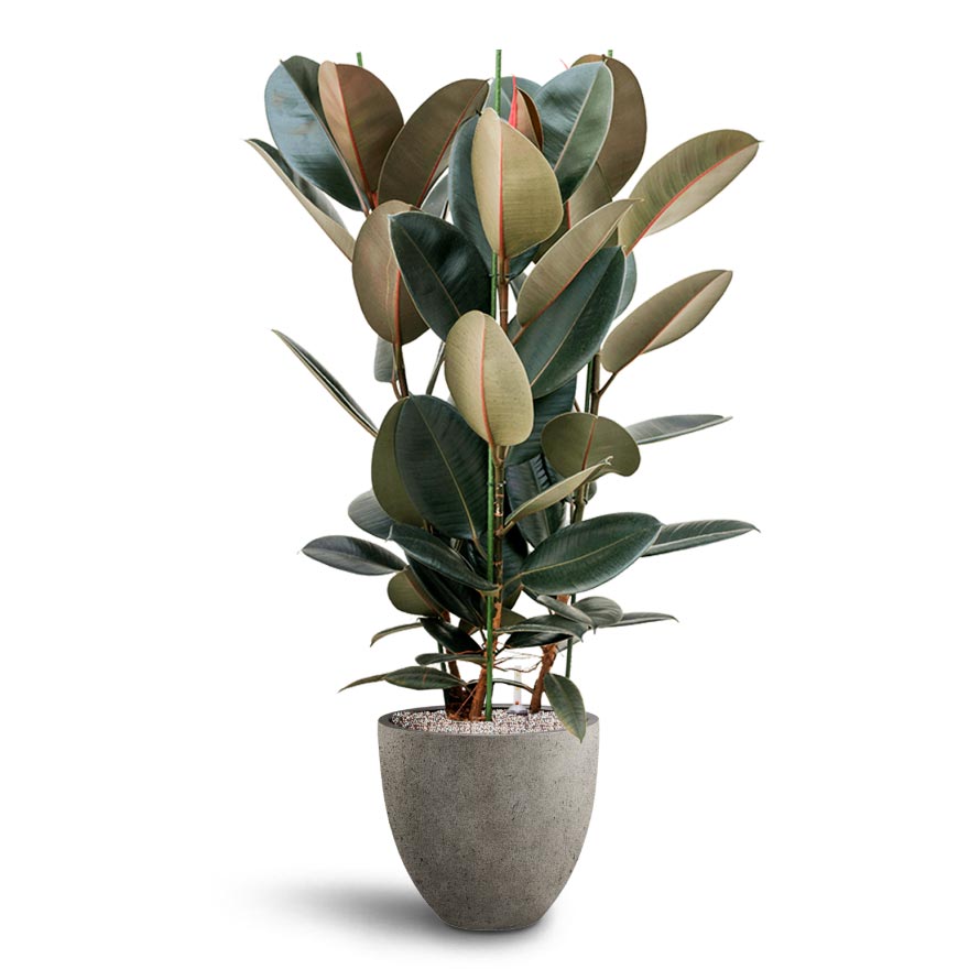 Ficus Elastica Abidjan - Hydroculture & Grigio Egg Pot Planter - Natural Concrete