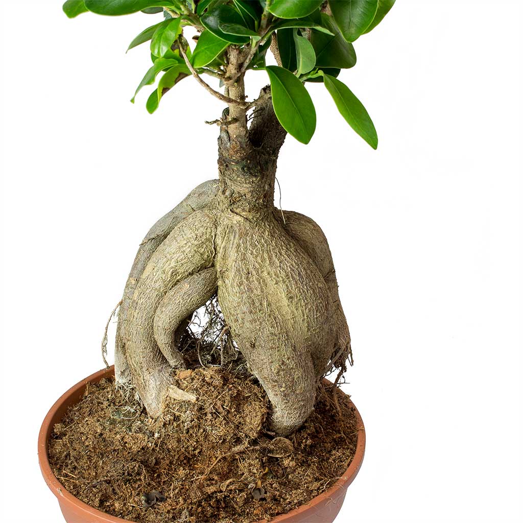 Ficus Ginseng - Indian Laurel Roots 40cm