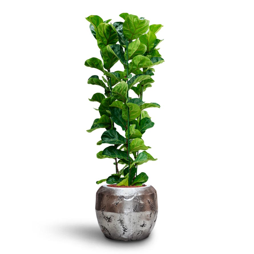 Opus Raw Couple Planter - Silver & Ficus Lyrata Bambino