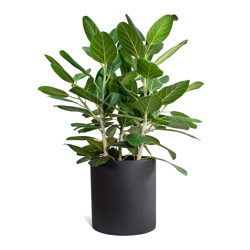Ficus benghalensis Audrey Bengal Fig & Max Refined Planter Volcano Black