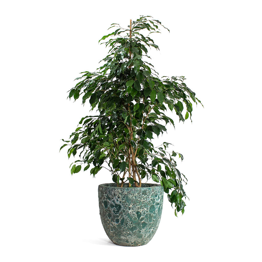 Ficus benjamina Danielle Weeping Fig Branched with Lava Couple Relic Planter Jade