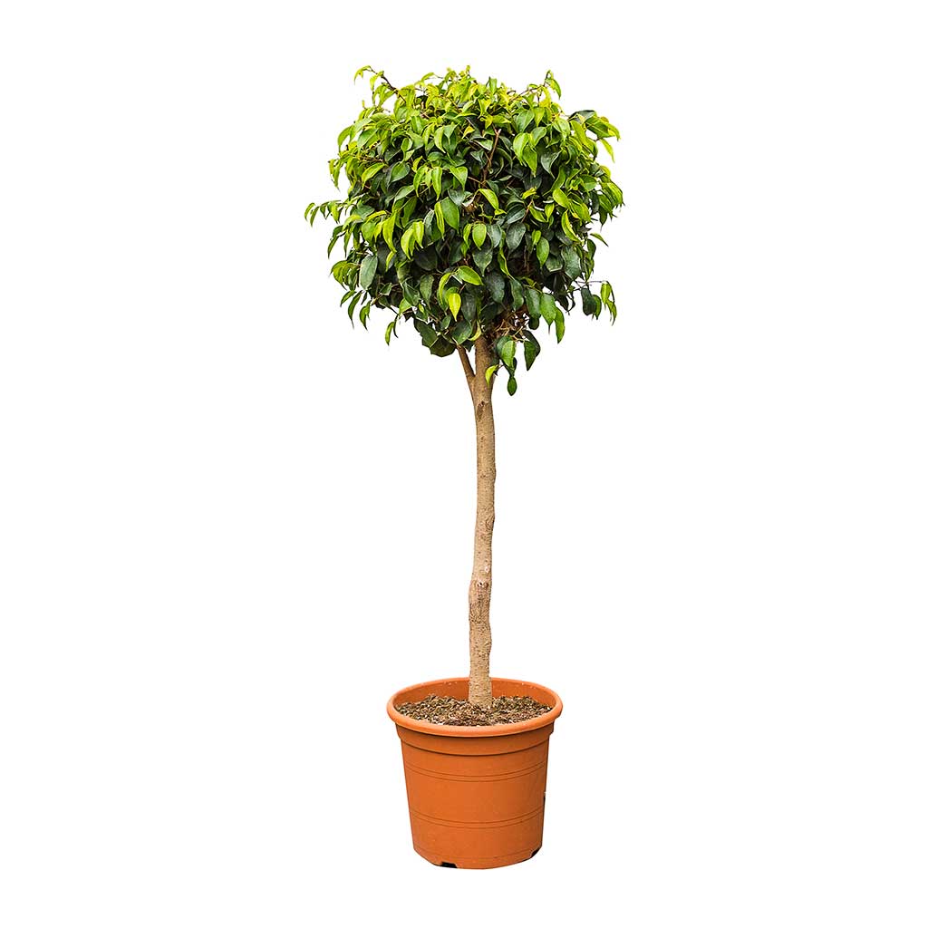 Ficus benjamina Danielle - Weeping Fig - Straight Stem