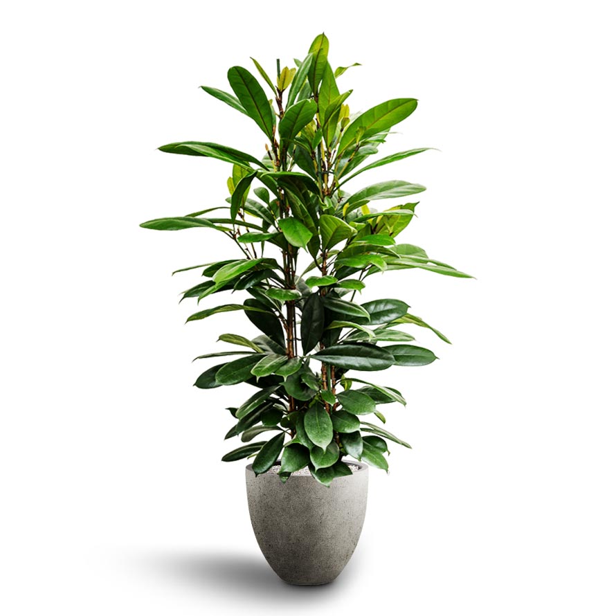 Ficus cyathistipula - African Fig & Grigio Egg Pot Planter - Natural Concrete