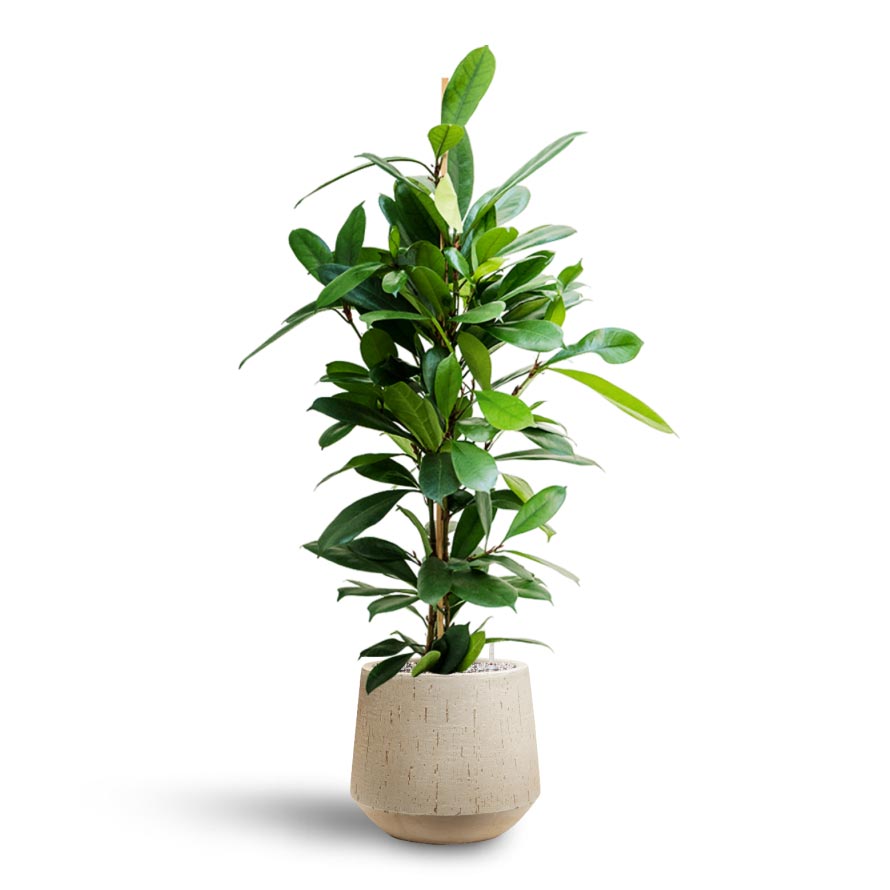 Ficus cyathistipula - Hydroculture & Raindrop Tube Round Planter - Stone