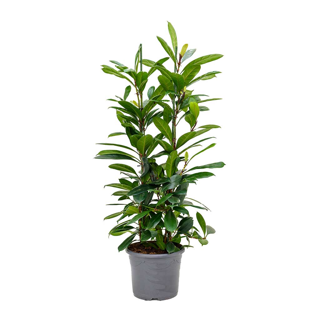 Ficus cyathistipula - African Fig - Large